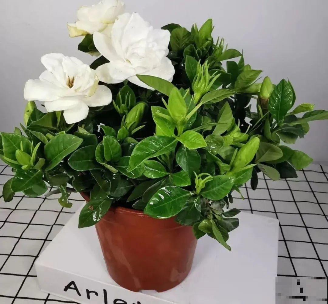 5度以下,常见的21种花必须断水,不然都烂根了 5度以下,常见的21种花必须断水,不然都烂根了