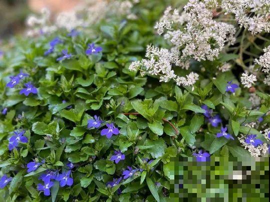 院子里挖了条小溪，做成水景美如画，看一整天也不烦