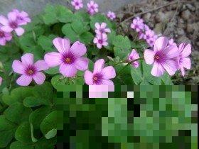 冬季必备酢浆草，颜值高好养护，轻松开成一片“花海”！