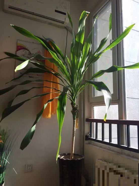 超级耐旱花，整个冬天不浇水，还能胖一圈！