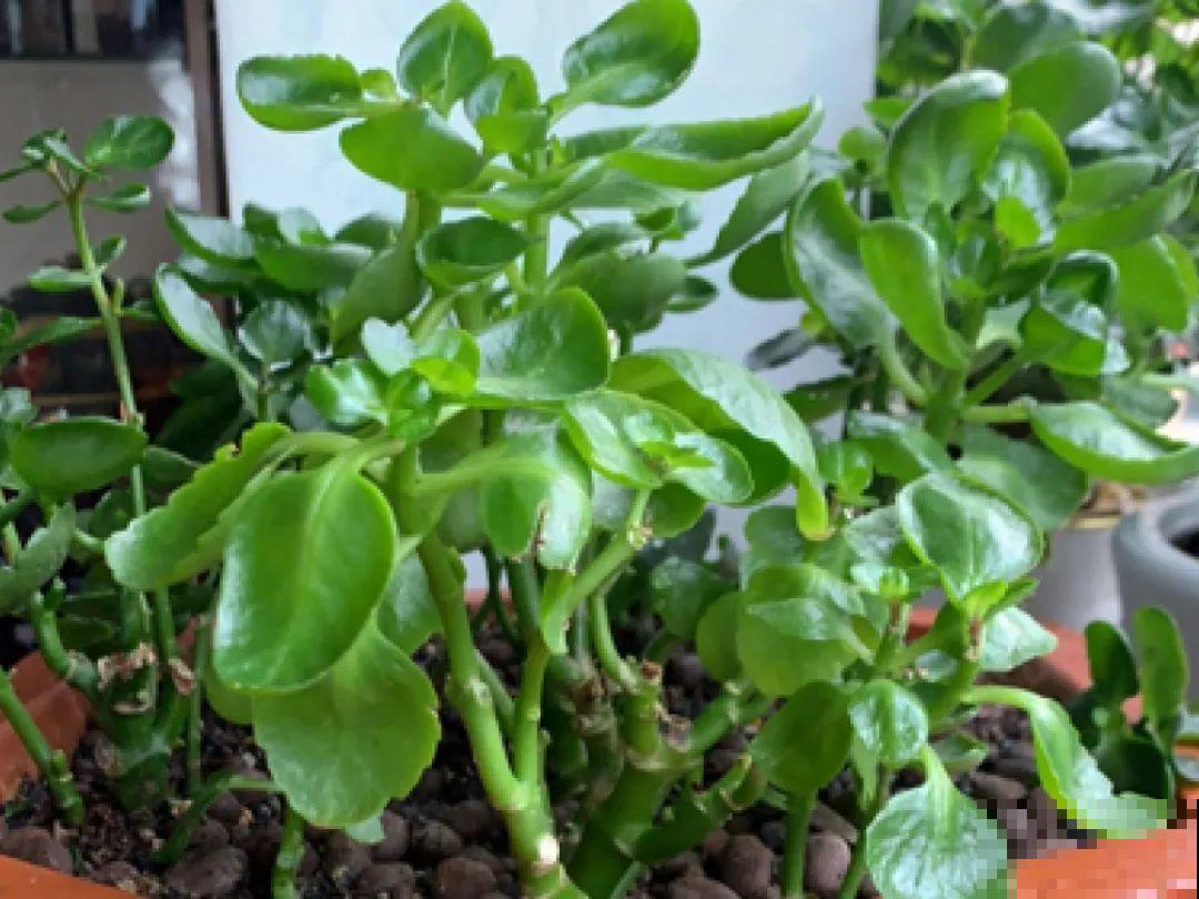 水仙要想开花,坚决不能长成高个子,不然今年没花看! 水仙要想开花,坚决不能长成高个子,不然今年没花看!