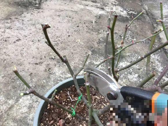 月季12个月计划表，按照这个养，大花墙不是梦！