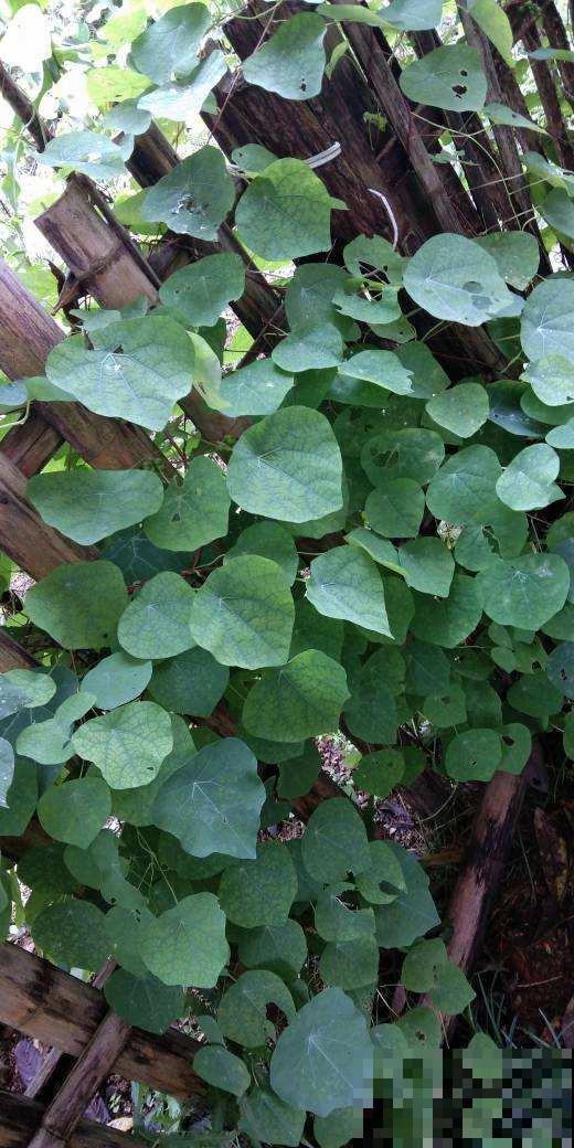 院子里养了一株凌霄花，邻居却不高兴了，非要我们剪掉！