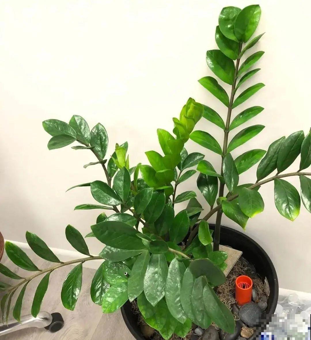 5度以下,常见的21种花必须断水,不然都烂根了 5度以下,常见的21种花必须断水,不然都烂根了