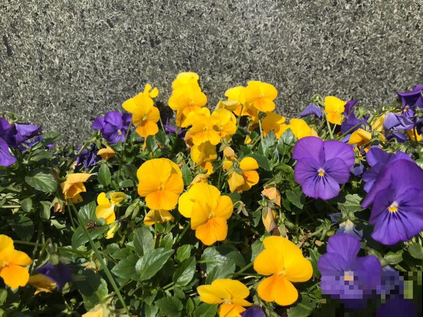 4草种花好养活，只要有个小窗台，光照充足就能开爆盆