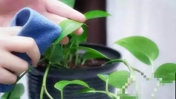 年前大扫除,别忘了给花卉也洗个澡,干净清爽又美观! 年前大扫除,别忘了给花卉也洗个澡,干净清爽又美观!