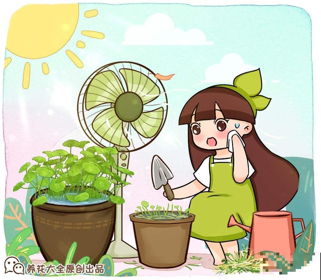 清新油绿的铜钱草，养护方法很简单，叶片又大又圆！