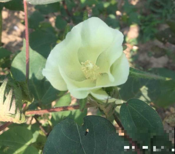 棉花那毛茸茸一团，其实不是花，原来叫种子纤维