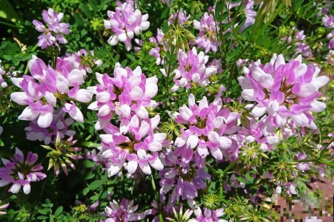 长在路边的小冠花,生长能力极强,每次开花一大片! 长在路边的小冠花,生长能力极强,每次开花一大片!