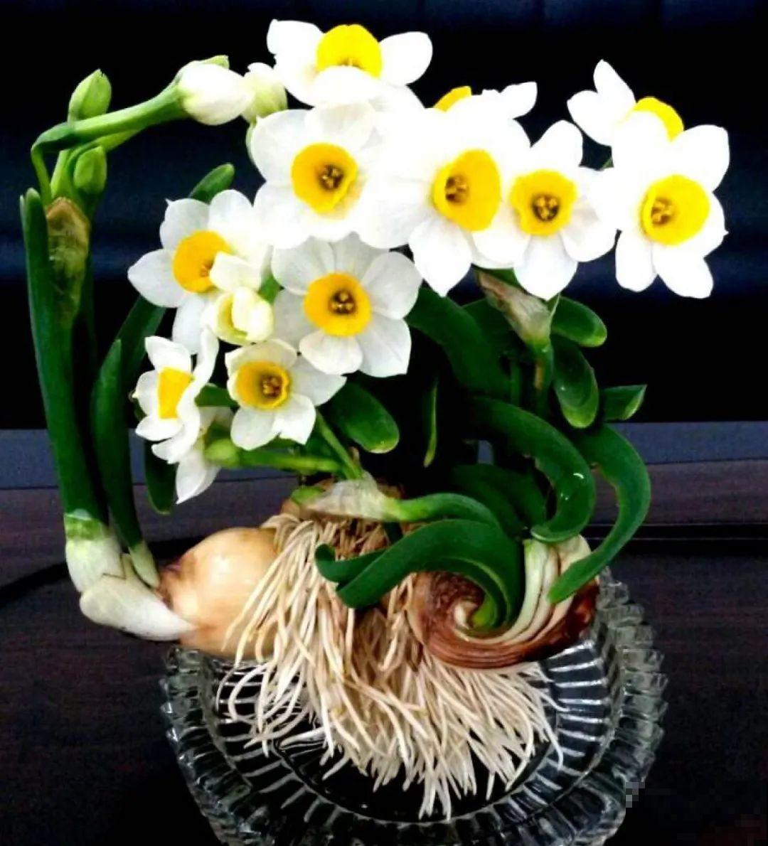 冬天的香水花，养1盆满屋子飘香，千万不要放卧室