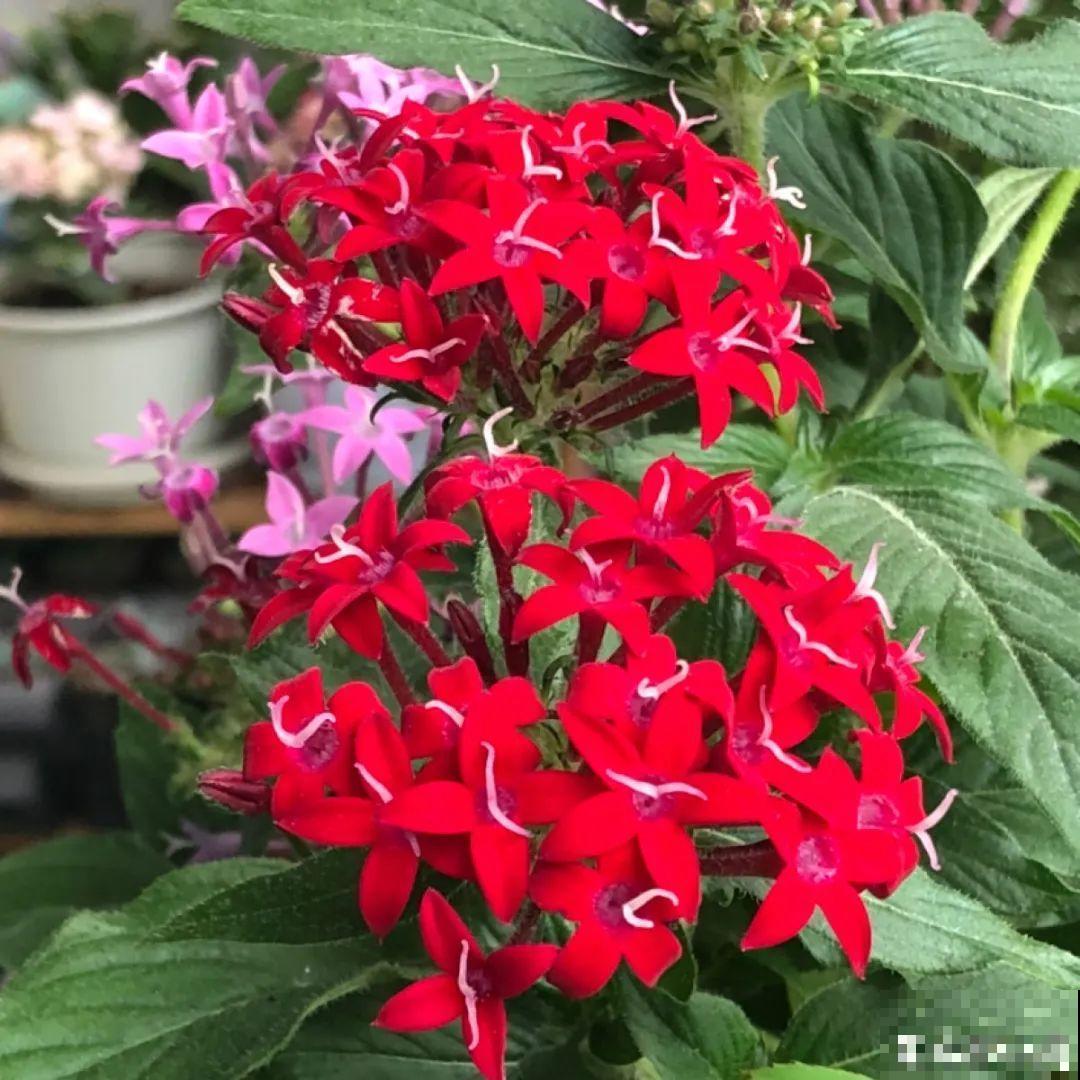 21种牛气花，来给你拜年啦~