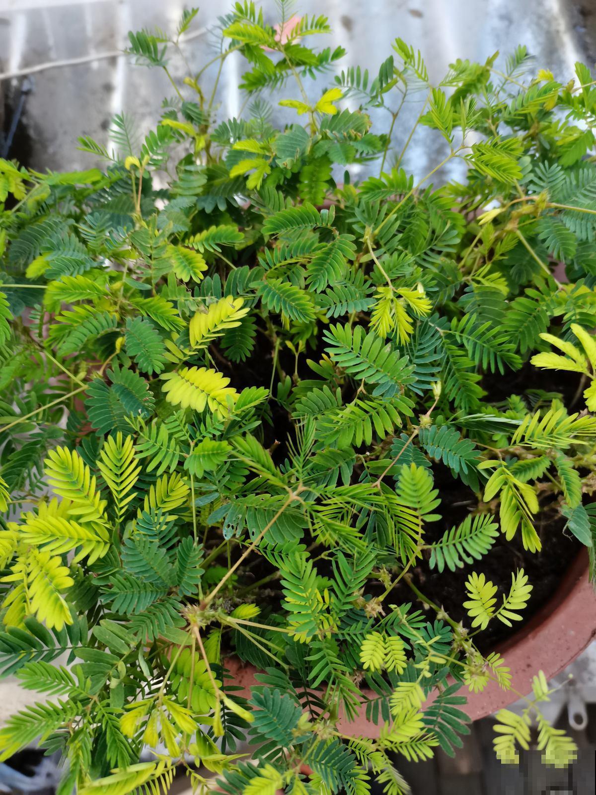 4种超有趣的植物，随便养一种，都成了“玩具”