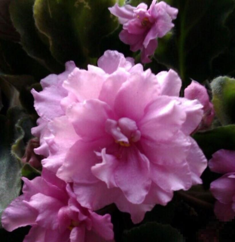 超级梦幻的紫罗兰，养护时做好这4点，才能花开不断！