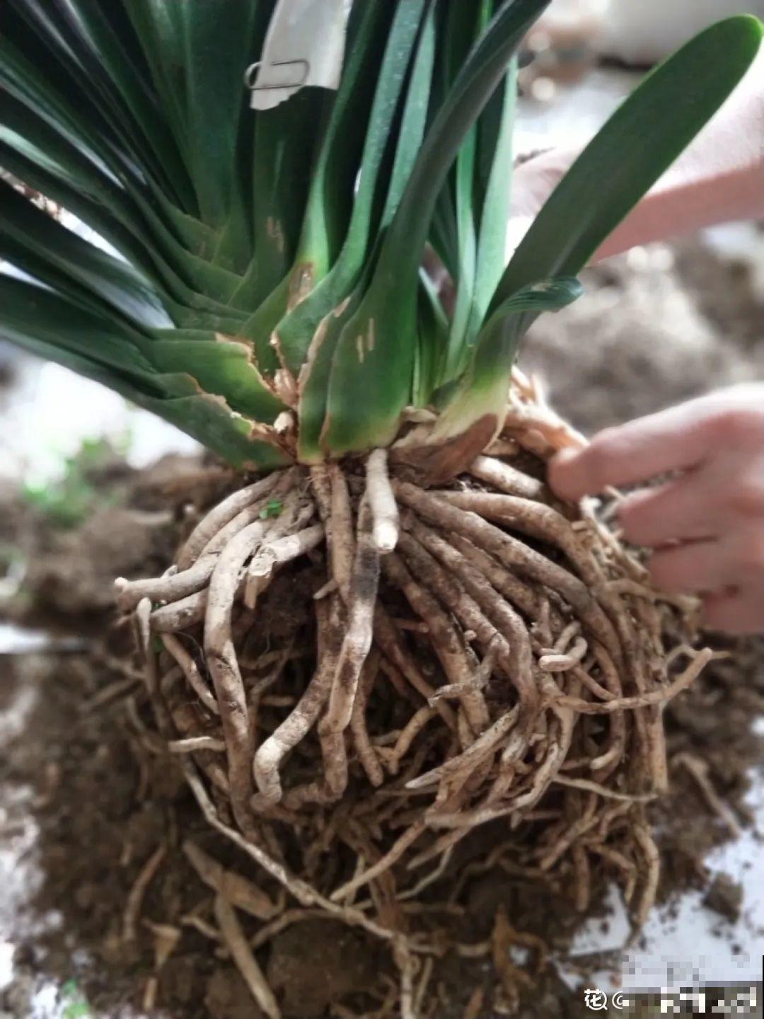 春天给花分株，1盆变成多盆，很快爆盆