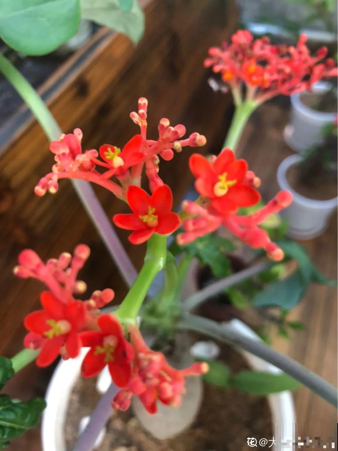 农村树上长出大萝卜?开出灯笼花,价格贵的出奇! 农村树上长出大萝卜?开出灯笼花,价格贵的出奇!