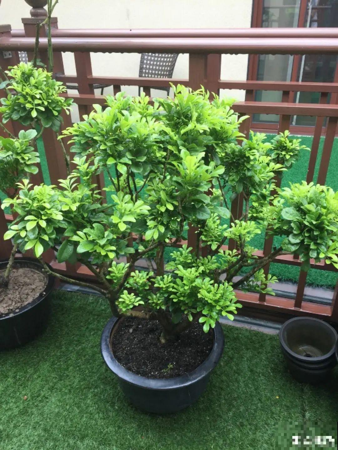 3月是给花剃头的好时机,现在狠心剪,下月就开花 3月是给花剃头的好时机,现在狠心剪,下月就开花