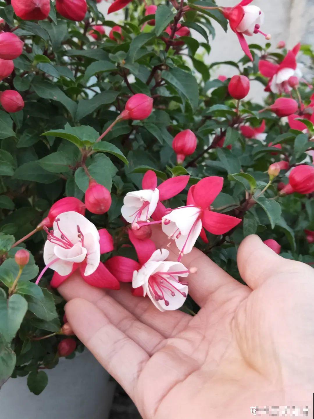 倒挂金钟开花像吊灯，满盆能开上百朵，颜值超高