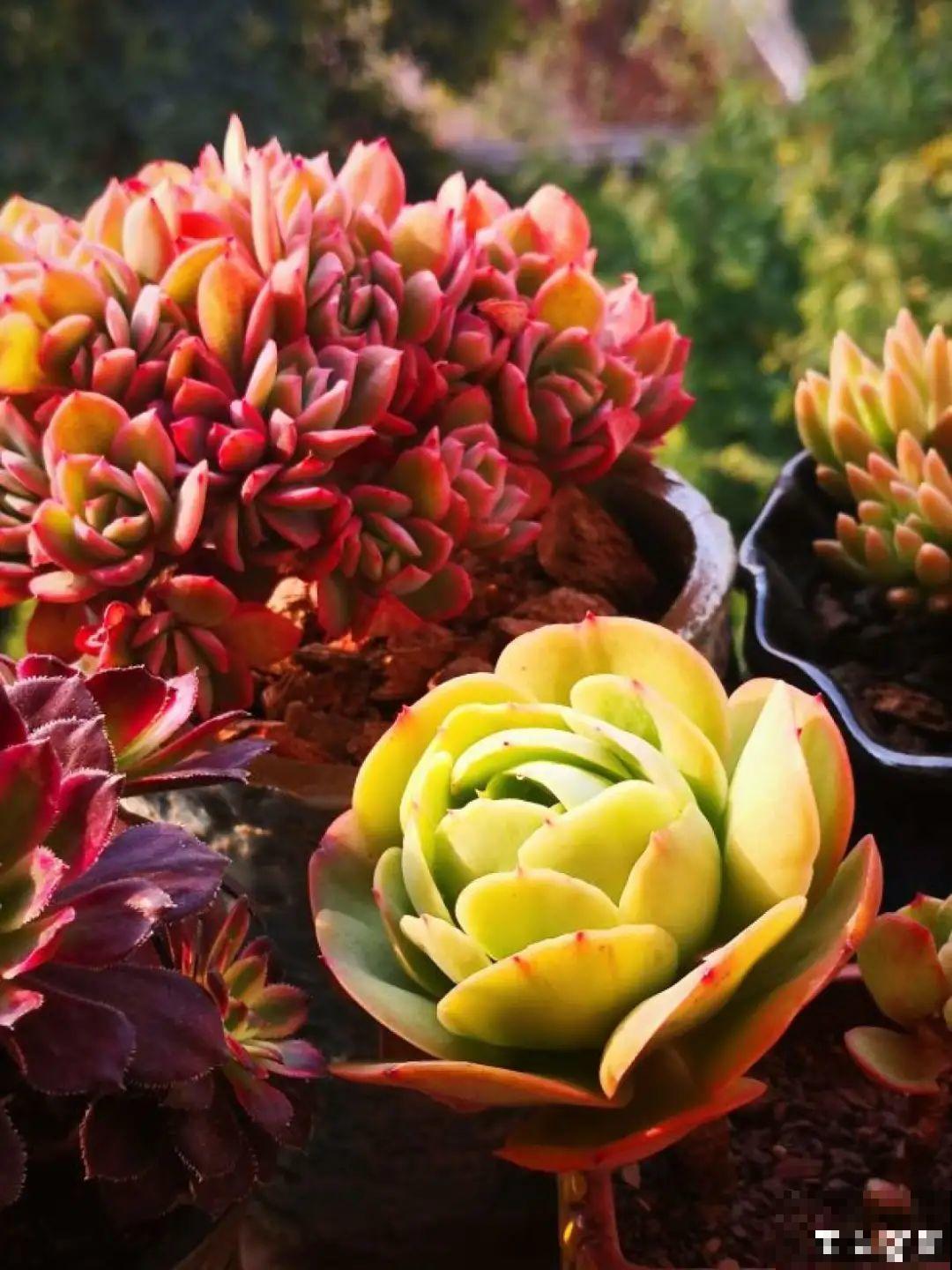 寒潮过后,多肉美出天际,颜色鲜艳明亮,真馋人! 寒潮过后,多肉美出天际,颜色鲜艳明亮,真馋人!