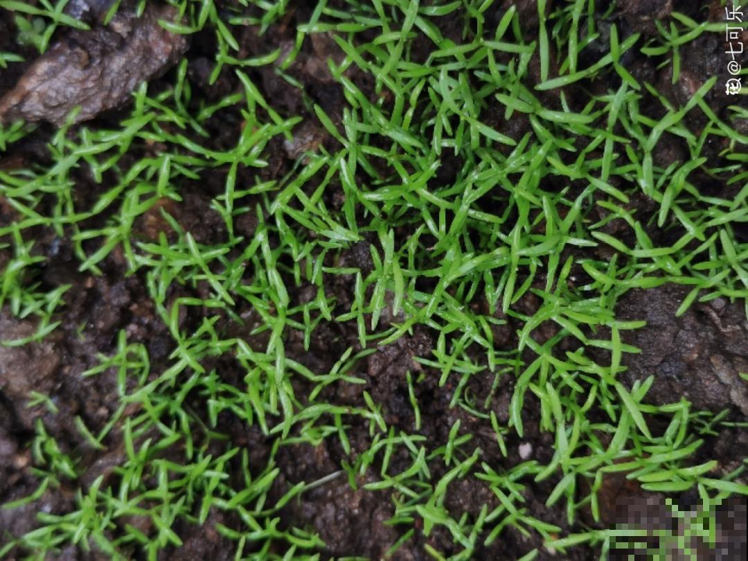 只需要种一次的花，年年疯长，除都除不尽