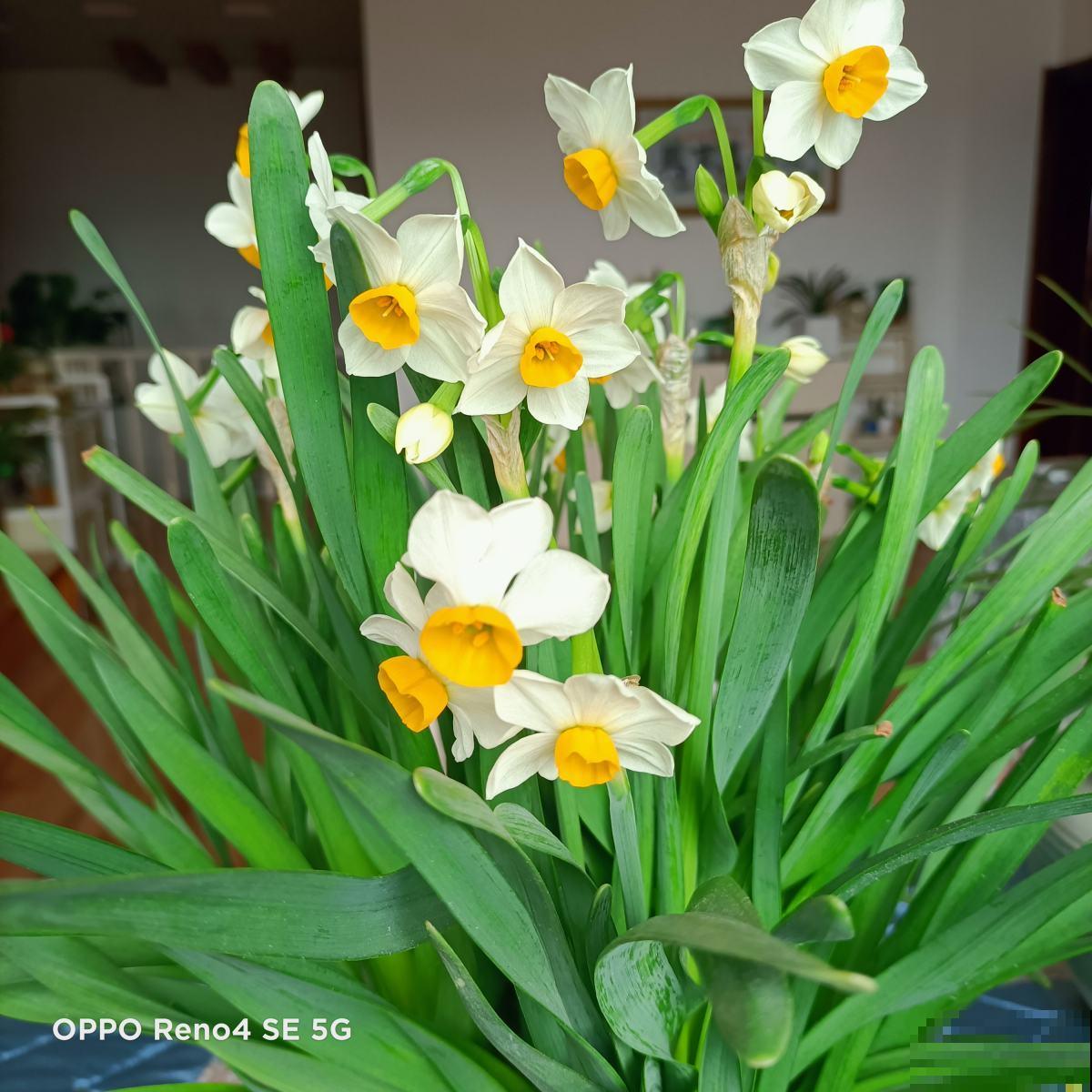 养花记住打开“小机关”，花朵嘭嘭开，爆成花团子