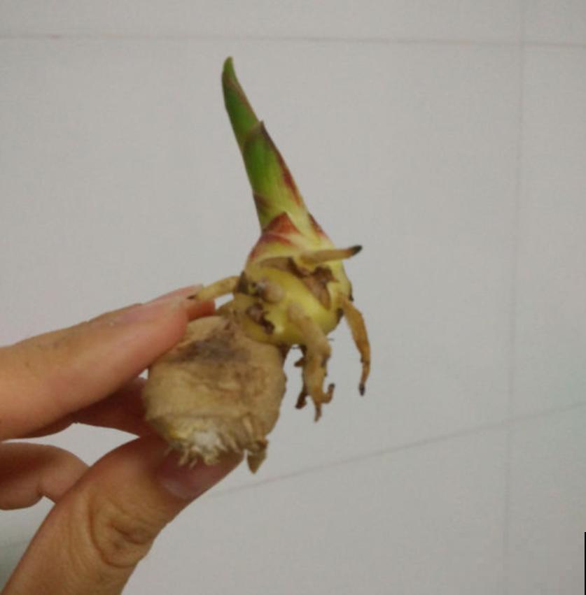 晚饭里的姜丝能不能吃？答案很重要，不能乱吃！