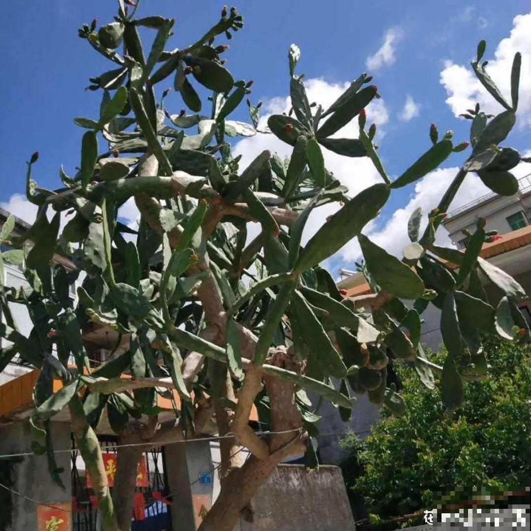 长寿花真是花如其名，长寿还爱爆盆，真是好兆头！