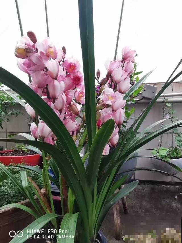 4款年宵花，要提前购买，再过一个月就贵了！