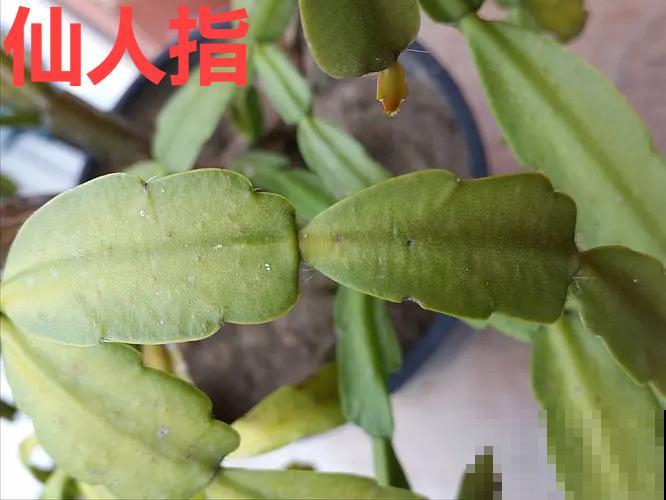 长寿花真是花如其名，长寿还爱爆盆，真是好兆头！