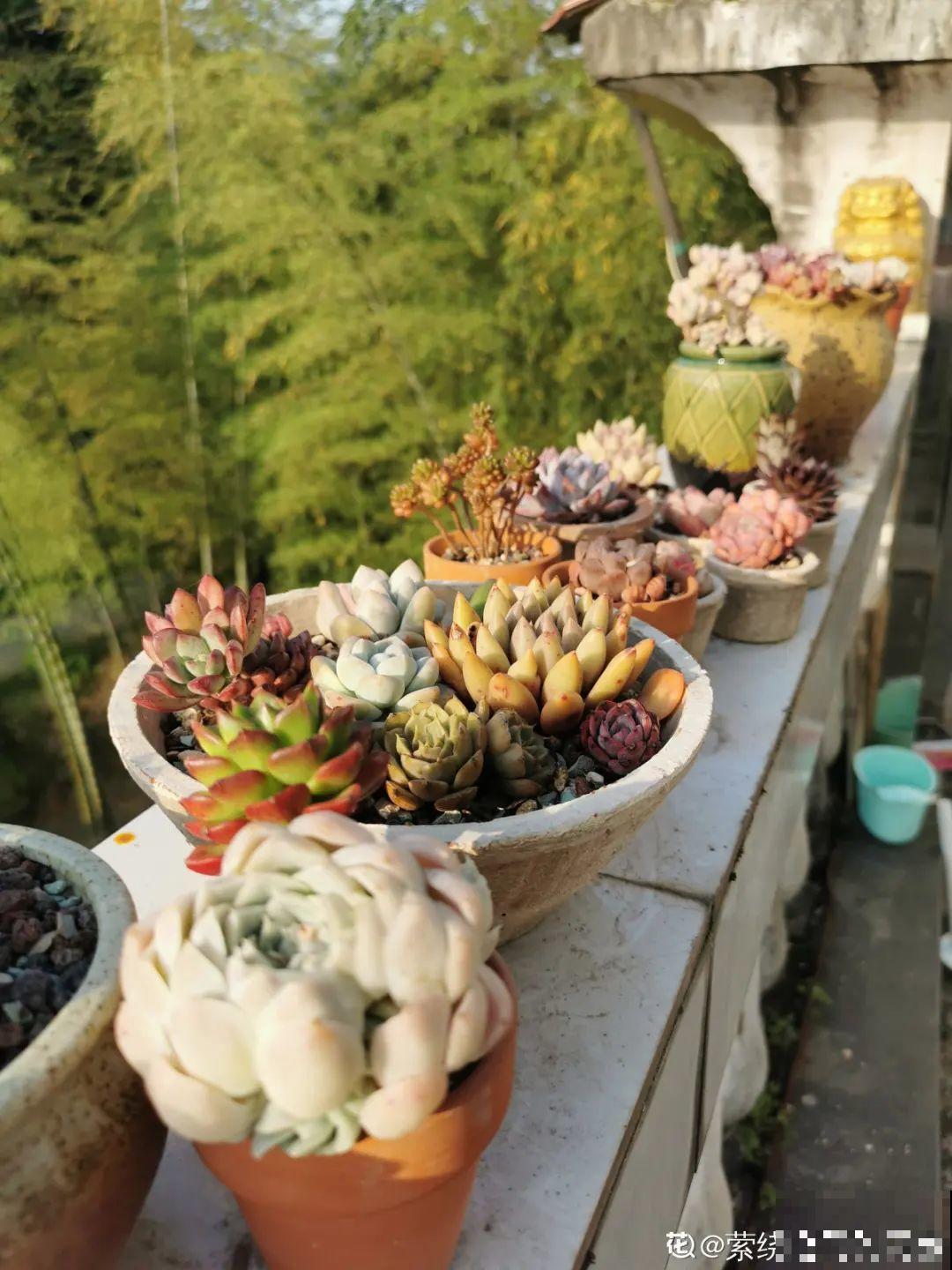 我在村里种多肉,盆盆状态美如画,城里人眼馋 我在村里种多肉,盆盆状态美如画,城里人眼馋
