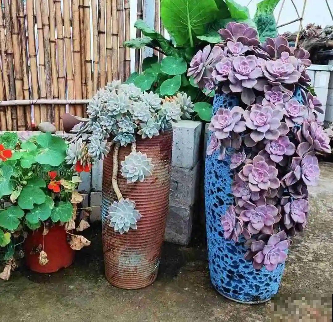 5度以下,常见的21种花必须断水,不然都烂根了 5度以下,常见的21种花必须断水,不然都烂根了