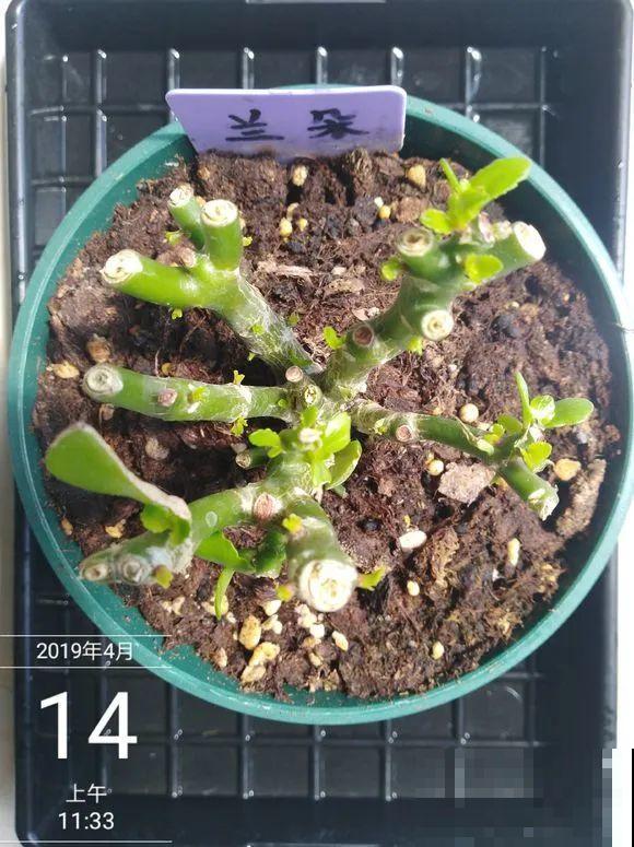 2月养花下狠手，剃光头、撸光叶，越狠越开花！