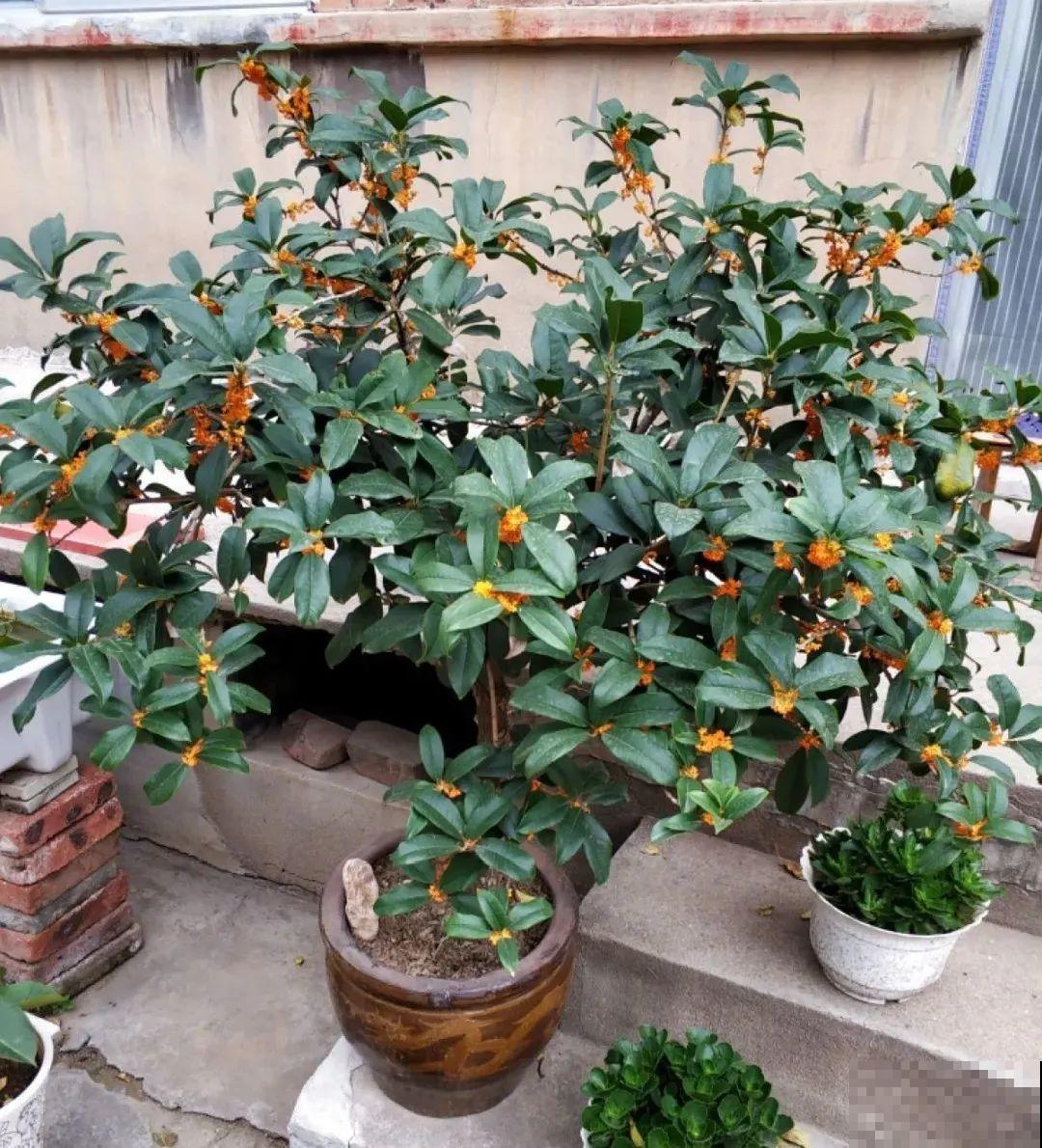 大门口种棵花，吉利又好看，镇宅保平安