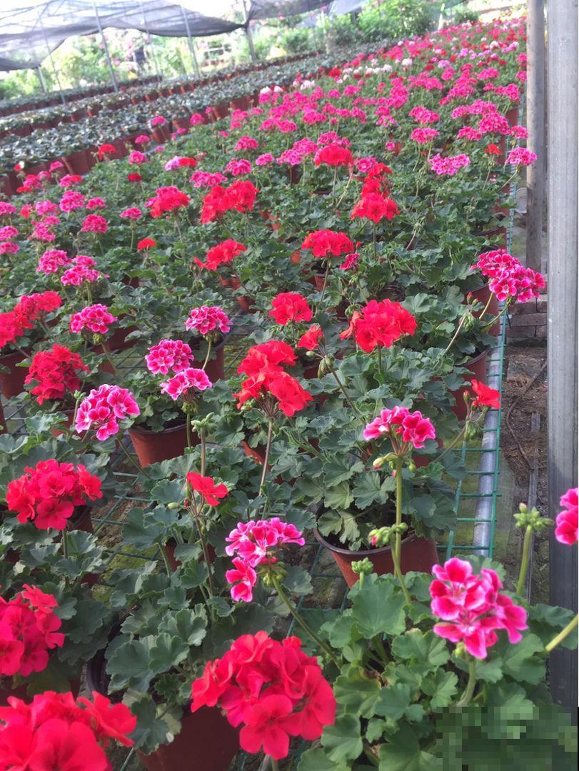 天竺葵开花又多又美，在家养一盆，春天阳台变花园