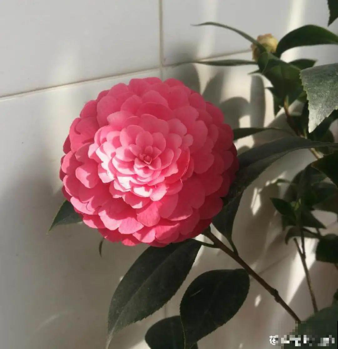 9种娇气花，冬天不要买回家，太难养活了！