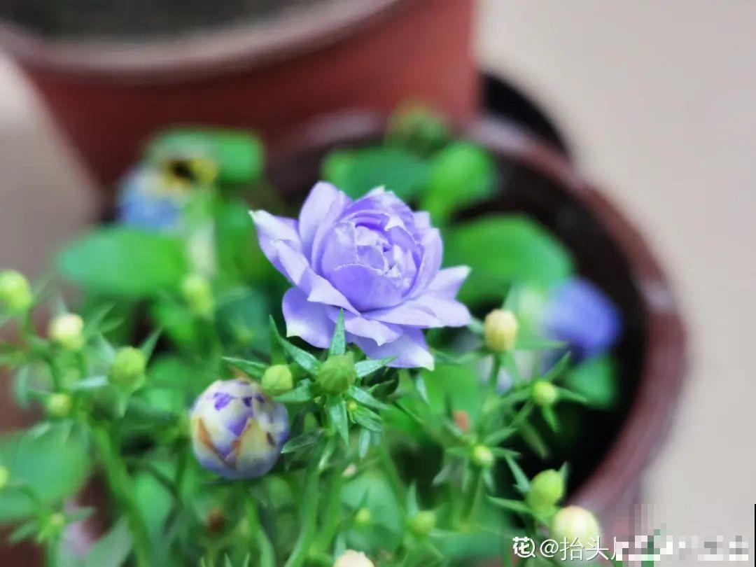 2020年的网红花，养过一半就是大神，你养过几种？