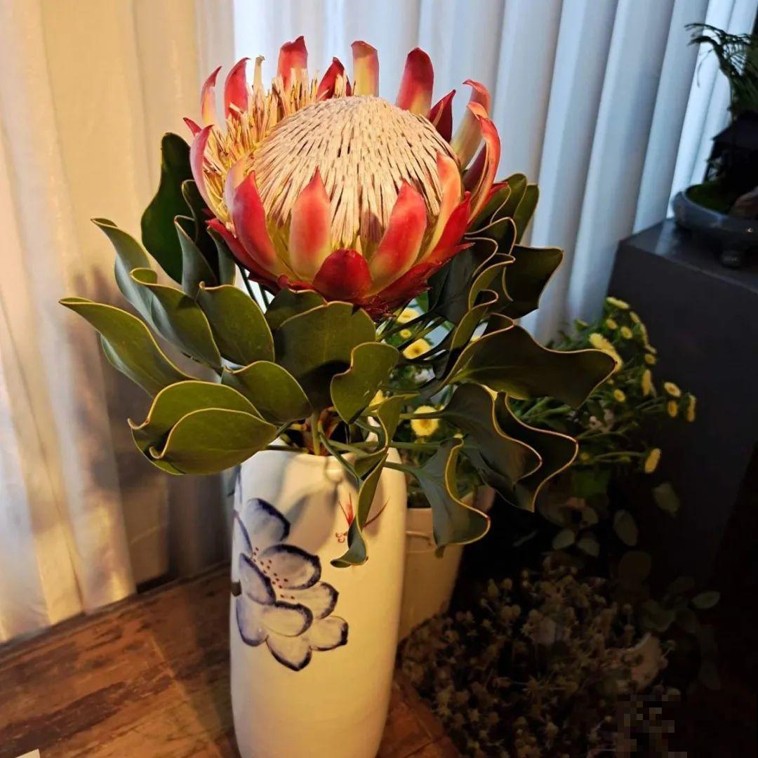 郁金香开花像假花，亲戚都不相信是真的，非要上手摸