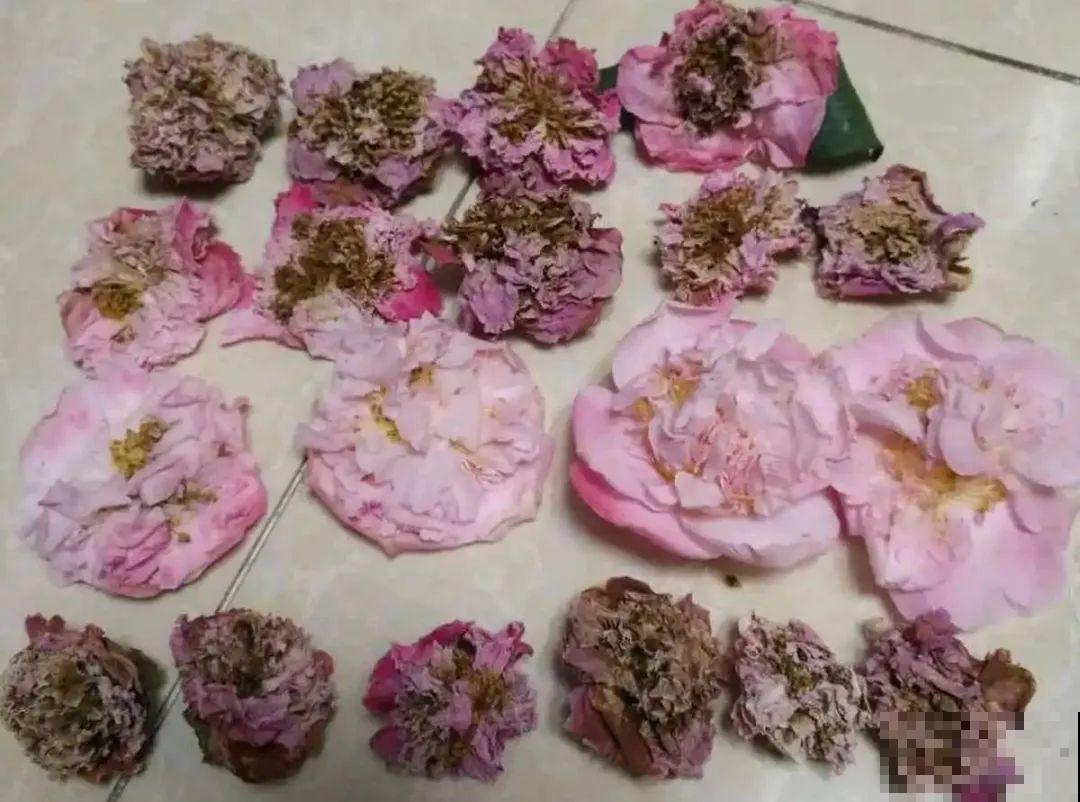 长寿花开完第一茬，赶紧剪掉，20天后又能开花