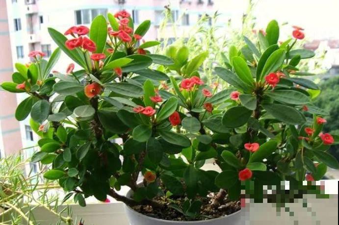 有毒的花卉，只能观赏，还是别在家养了！