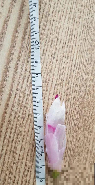 上万块的蟹爪兰，开花像烟花，养过的人不多