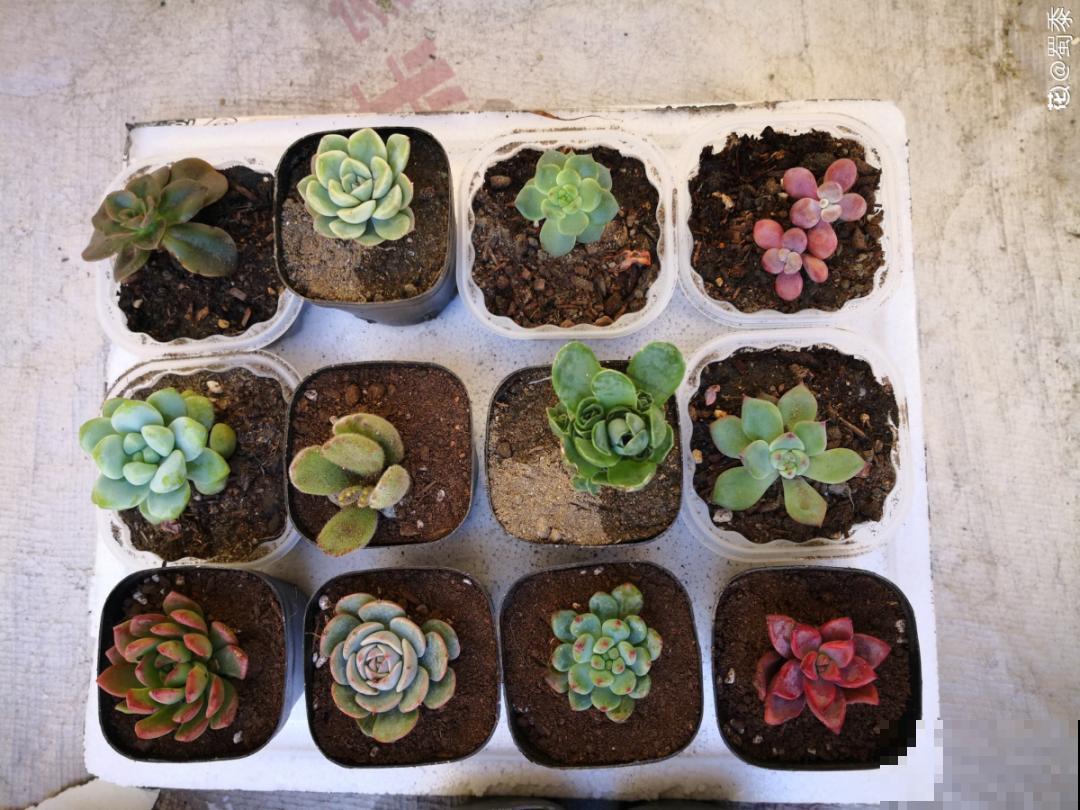 冬天逛花市，花都便宜得像白菜，赶紧买！