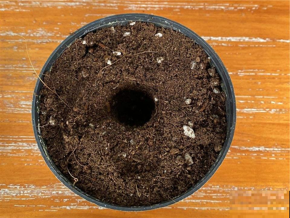 想要养好矮牵牛，这些要点必须掌握，轻松爆成“大花球”