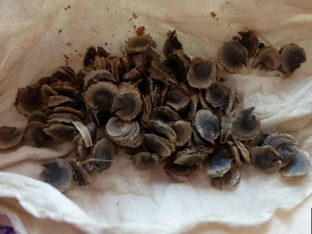 买花种子总是不对版,记住这些种子,少上当! 买花种子总是不对版,记住这些种子,少上当!