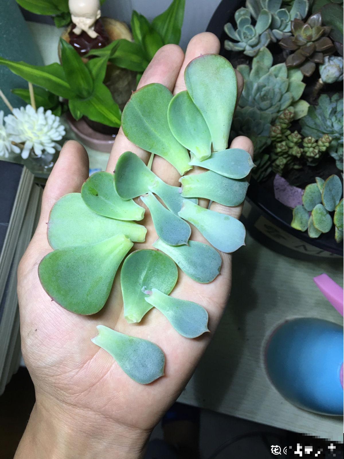 养多肉也有难处，亲身实践告诉你，掌握要点才能养好多肉