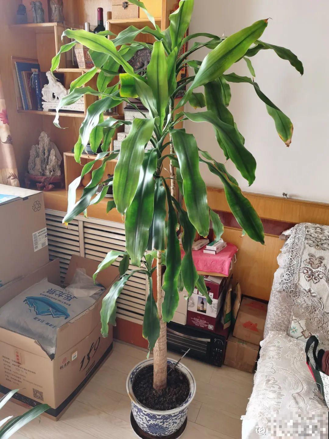 网上买的小木桩，泡水半个月，臭了还没长芽！