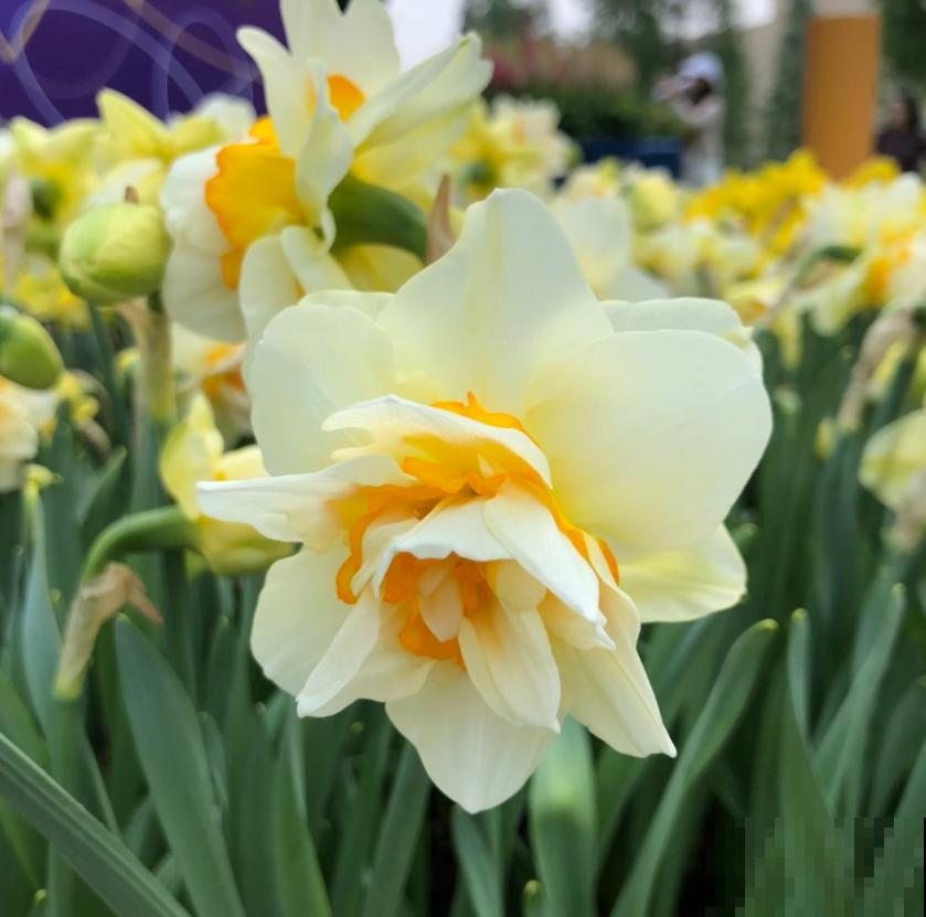 你以为养花很安全?惨案不时发生,下手的都是自己人! 你以为养花很安全?惨案不时发生,下手的都是自己人!