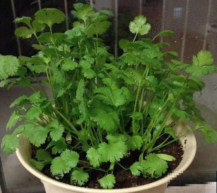 这6种植物养在厨房，油烟味被吸光，空气保持清新！