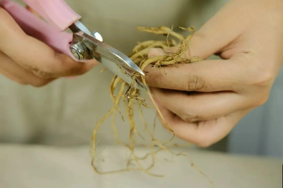 开花比脸大的百合，种下一个球，能爆一大窝球崽！