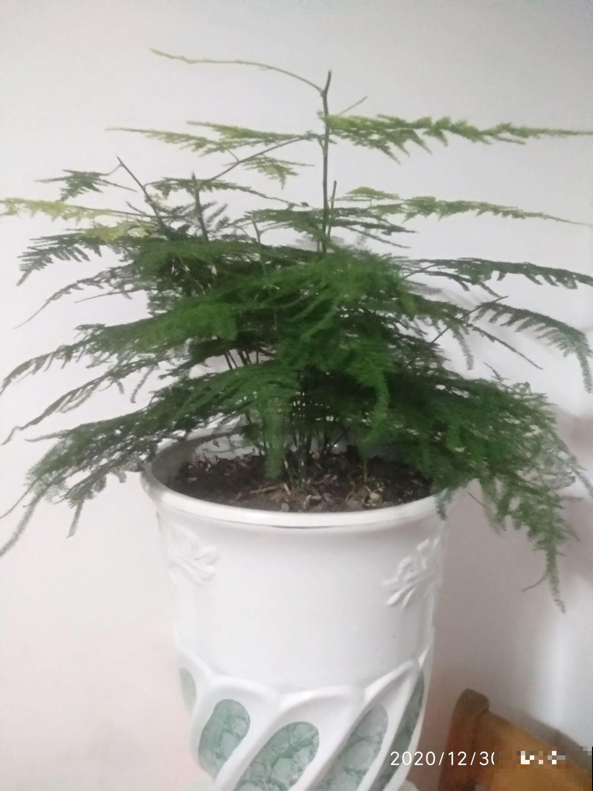 耐阴花也分“等级”，要根据植物自身特点养护，不然容易黄叶烂根