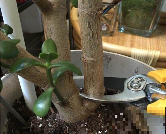 3月是给花剃头的好时机,现在狠心剪,下月就开花 3月是给花剃头的好时机,现在狠心剪,下月就开花