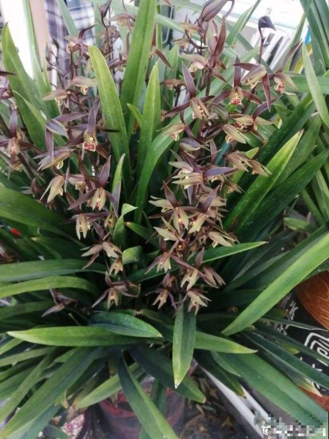 春天给花分株，1盆变成多盆，很快爆盆